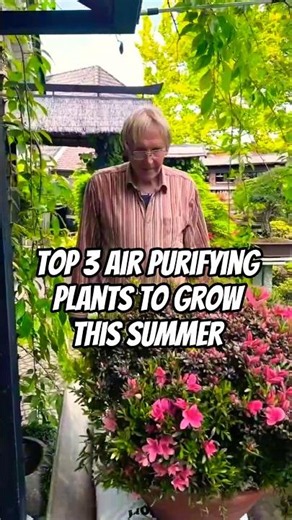 Top 3 Air Purifying Plants That Naturally Purify Air Around Your Home | Plants To Grow In 2026