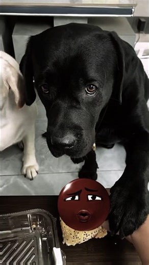 Dog Telnet Troll Face. #shorts #trending #youtubeshorts