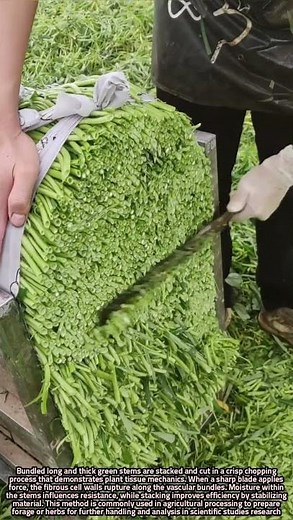 Crisp Cutting of Bundled Thick Green Stems in Agricultural Processing.