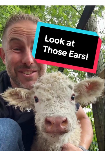 Introducing Fawnzie's Adorable New Calf!