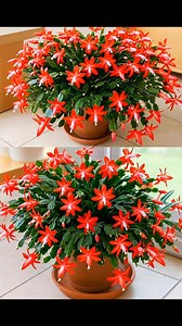 DESCOPERĂ UNA. Flori de Crăciun care înfloresc non-stop – Stimulator de înflorire, Îngrijire florală | Cartea de sfaturi