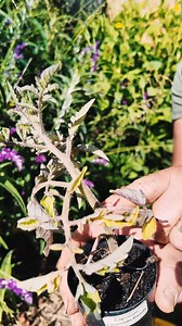 Ready to grow tomatoes this summer? Let's go folks! I'm going to take you through the entire process in this video, from planting to how to trim the stalks properly. You'll love growing these, and the tomatoes are so useful from adding into salads to simply enjoying on their own. Happy growing everyone! #tomatos #tomatoplanting #summer #growyourownfood #howto | Forest Super Foods