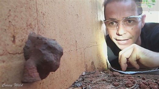 Understanding murder hornet sting treatment