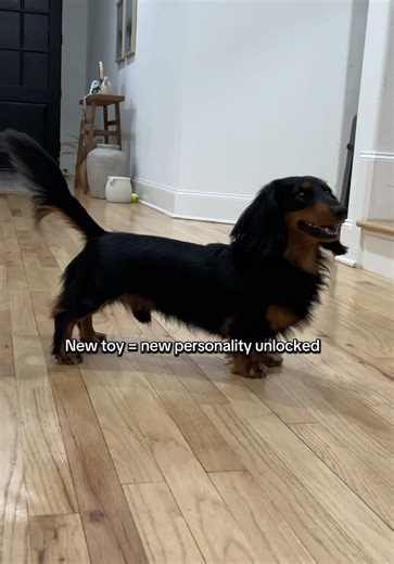 Unlocking Your Dachshund’s Personality with New Toys