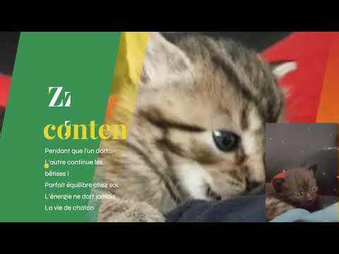 Compilation de CHATS drôles et fails hilarants | Mes chats à mourir de rire ! #pourtoi #chat #humour