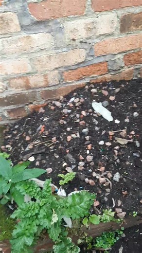 😱This short clip highlights the adaptability of Rats 🐀🐁and how they take advantage of the smallest area that has been neglected and overlooked. Even in a small backyard😱 #pestcontrolservice #pestcontrol #rodentcontrol | Rapid Response Pest Control Services Northern Ireland