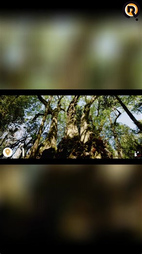 Leaving the coast behind and entering the hinterland, we find ourselves in the stunning Springbrook National Park. Enjoy a pleasant drive with tourist stops, but the lookouts and waterfalls are truly the main event. Canyon Lookout and Best Of All Lookout are must-sees! #Springbrook #NationalPark #Queensland #Australia #Waterfalls #Lookouts #Photography | Ryan Fowler Photography