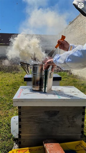 Pine straw is one of the easiest fuels to use for your bee smoker. It's quick to light, steady burn, and plenty of cool smoke to calm the hive. Here's a more in-depth guide to lighting a smoker: https://bit.ly/48wTB9v Have you tried pine straw in your smoker, or do you have a favorite fuel? Drop it in the comments! #foxhoundbeeco #beekeeping #beesmoker #smokerfuel #bees | Foxhound Bee Co