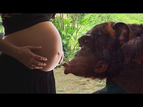 Cute Gorilla Kisses A Woman's Baby Bump | Animals Playing With Humans In The Zoo