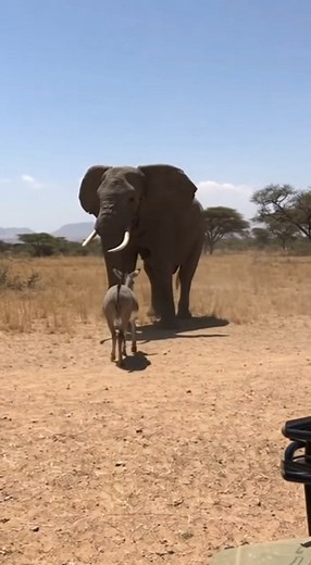 47K views · 201 reactions | Donkey vs Elephant | Evan Era | Facebook