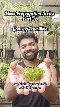 Moss Propagation Series Part 5 | Pelia Moss #bettafish #peliamoss #aquascaping