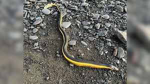 Venomous 3-ft yellow-bellied sea snake found on Hilo beach
