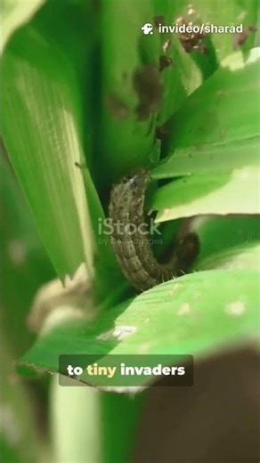 Effective methods to control fall armyworm in maize.🌽