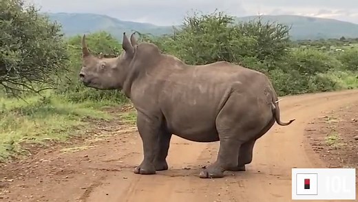 Ezemvelo KZN Wildlife has begun the arduous task of dehorning rhinos the Hluhluwe iMfolozi Park (HiP) The project is a collaboration between Ezemvelo and WWF South Africa and kicked off earlier this month. #rhinos #poaching #antipoaching #ProtectOurRhinos Full story in the comments | IOL News