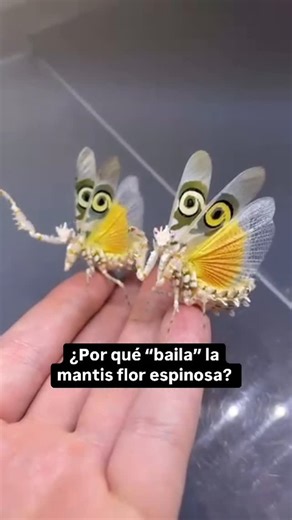 Lady Science 🧬 Dr. Teresa Arnandis on Instagram: "❤️Cuando la mantis flor espinosa (Pseudocreobotra wahlbergii) se siente en peligro, levanta las alas mostrando el dibujo de los “ojos” que imitan los de un depredador de gran tamaño, abre las patas y se balancea de un lado a otro, como si fuera a dar un golpe de boxeo. ❤️La mantis flor espinosa parece salida de una película de fantasía: tiene colores vivos, un cuerpo que imita pétalos lo que le permite esconderse de depredadores pero tamb