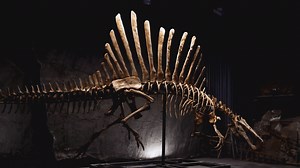 Discovering the Spinosaurus