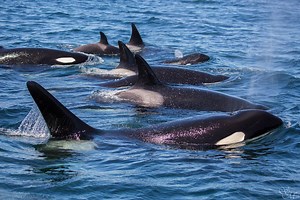 17K views · 298 reactions | Killer whales feeding on Gray whale carcass! April 17th all day whale watch one of the coolest things I have seen on the ocean! Note: drone was flown at an altitude of 250-300 ft in Monterey bay a place that allows drone flight Thanks Monterey Bay Whale Watch | Slater Moore Photography | Facebook