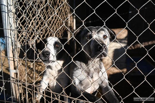51 dogs rescued in large-scale operation in Ashdown, Arkansas