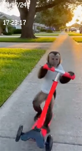 This Little Monkey's Scooter Skills Are Next Level 🐒 #shorts #viral #crazy