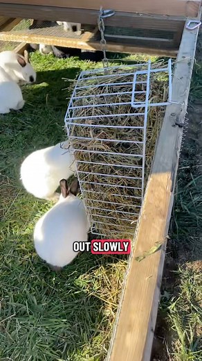 73K views · 2.5K reactions | If you’re raising your meat rabbits in...