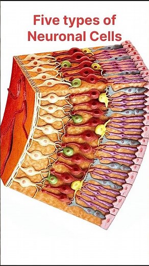 Retinal Cells: Quick revision #anatomyshorts #anatomy