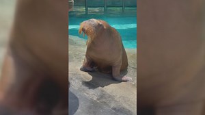 'Pet Pals TV': Walruses return to Indianapolis Zoo