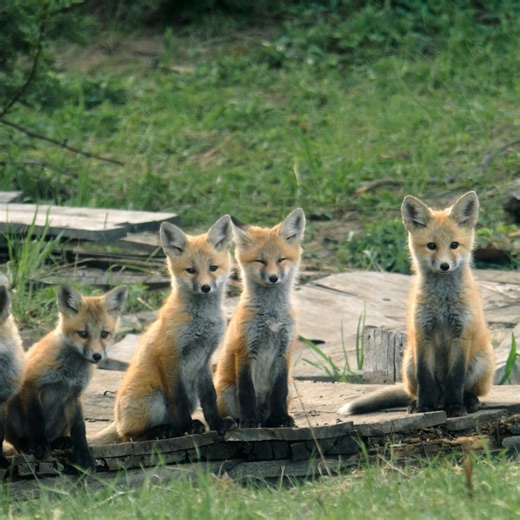 There's nothing like watching spring finally springing 🌼 | National Geographic TV