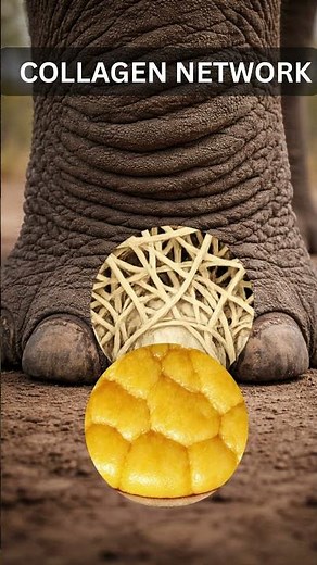 What’s REALLY Inside an Elephant’s Foot? 🐘