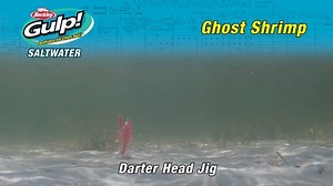 3.3K views · 64 reactions | The lifelike profile on the Gulp! Ghost Shrimp along with the famous Gulp! extreme scent dispersion make the Ghost Shrimp perfect for fishing the surf Pick some up online at https://bit.ly/2X1Jcf9 | Berkley Fishing | Facebook