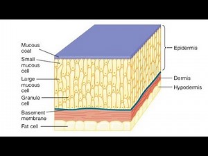 Integumentary System of Jawless Fishes| Hag fishes and Lampreys