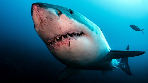 Discover the Hidden Behavior of Sharks - Lemon Sharks and White-Tip Reef Sharks Unveiled