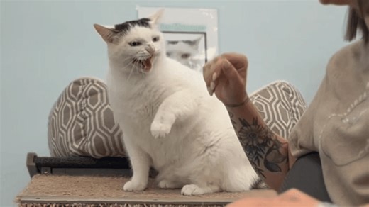 'Unadoptable' feline with 'catitude' named 'office manager' at Lancaster County shelter