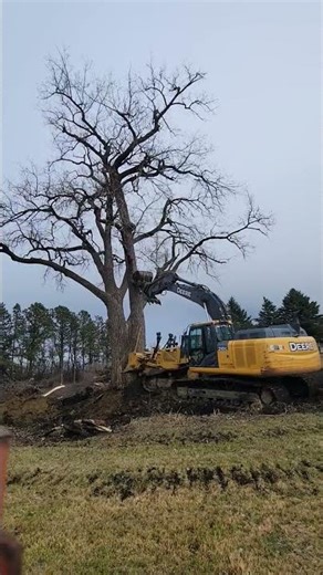 Large tree removal!! #caterpillar #deisel #excavator #bulldozer #dozer #work
