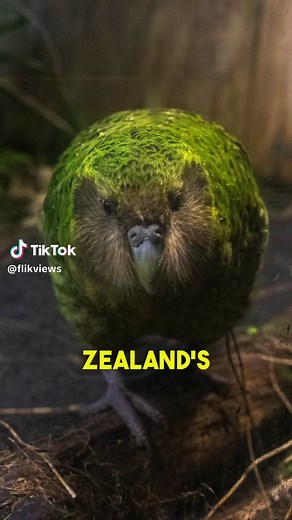Meet the World's Largest Flightless Parrot - The Kakapo