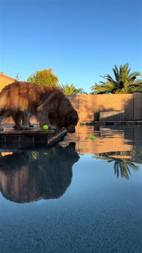 A Minute of Meditation with a Golden Retriever