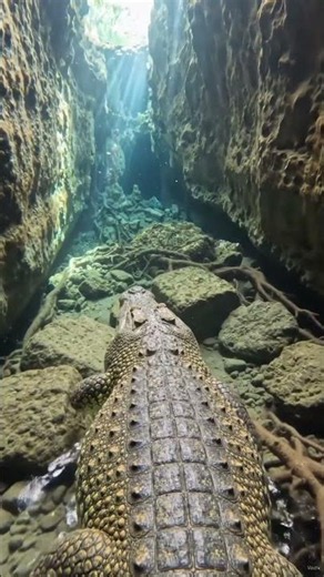 This Crocodile Led Us to a Hidden Maya Secret 🤯