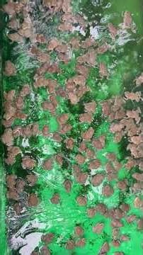 #frogs 🐸 #animal #frog #nature #wildlife