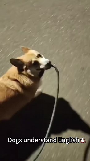 Dogs That Understand English: Hilarious Moments
