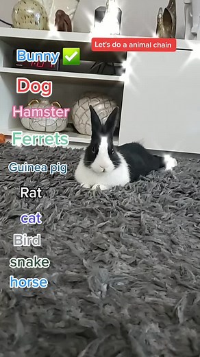 Creative Ways to Engage with Pets and Animals