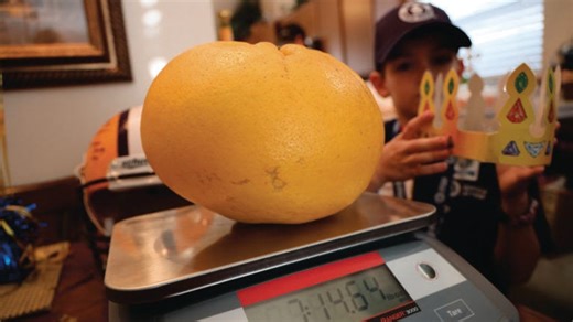 Louisiana-grown grapefruit named world's biggest