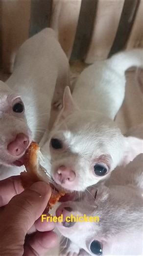 who wants fried chicken?this is delicious.#shorts#chihuahua#cute#dog#puppy#cutedog#short