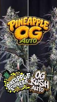 Pineapple OG Auto🍍 cross between our classic Pineapple Express Auto and an OG Kush