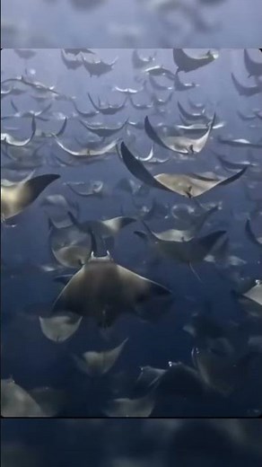 The Rays That Seem to Fly! The Mystery of the Mobula Rays