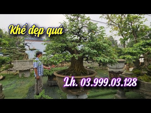 SH.11728. Cây Khế đẹp vậy giá mềm quá.