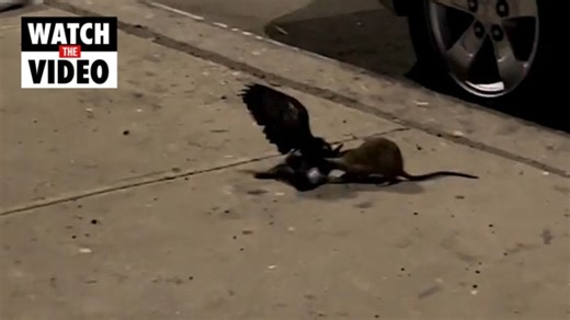 Rat brutally attacks pigeon