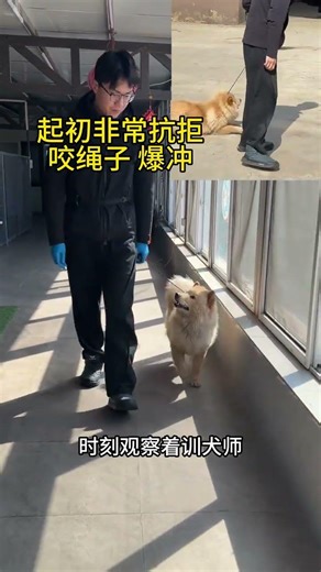 Watch This Dog's惊人的Bite Force in Action