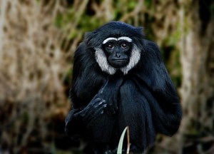 Gibbon