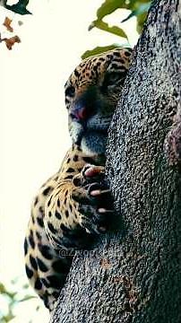Tiger vs Jaguar – Who Is More Powerful? | 10 Biggest Differences Explained #tiger #jaguar #shorts