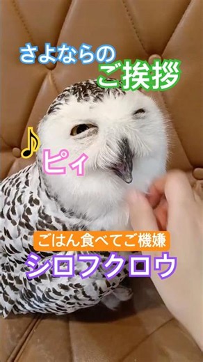 Snowy owl greeting everyone at the end, 07/02/2026 live highlight #snowyowl #owl