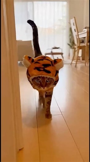 My Cat in a Tiger Costume is the Cutest Little Hunter! #funny #pets